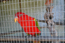 Little red parrot