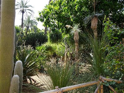 marakkech_cactus